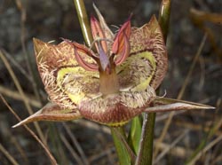 calochortus tiburonensis thumbnail graphic